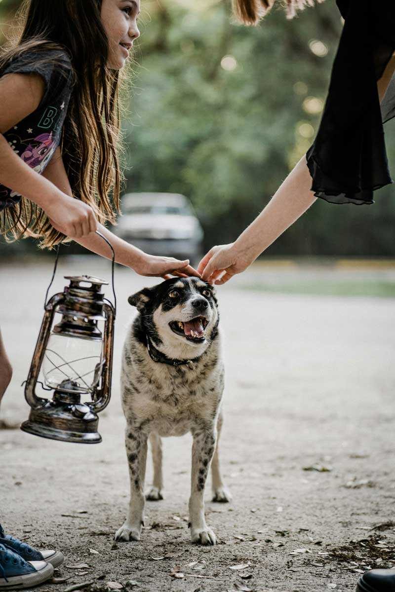 Family law changes - companion animals - family violence